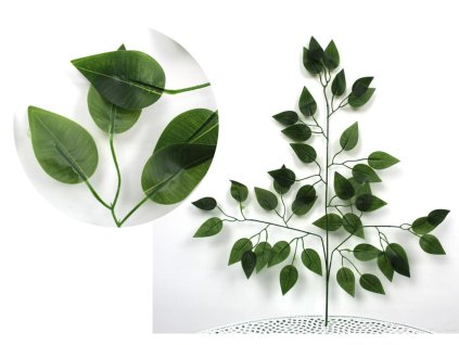26140 fikus list benjamin tmave zeleny 3 ramenny 60 cm