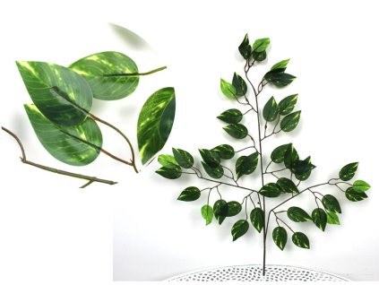 26098 fikus list benjamin tmave zeleny se svetlejsimi listy nahore 3 ramenny 60 cm