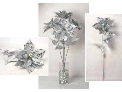 kwiat gwiazda betlejemska po 113647