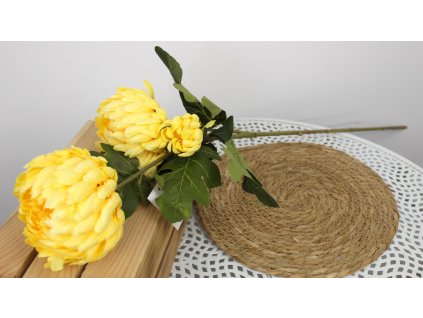 kwiat chryzantema ananas wys 100213