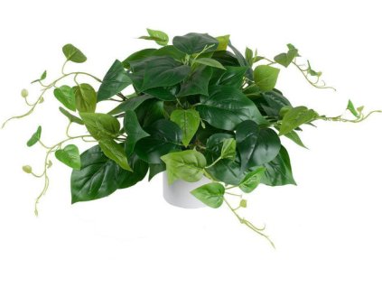 kwiat bluszcz w doniczce wys 100002