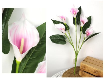 bukiet kalia piankowa wys 61 100678