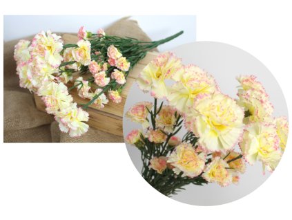 bukiet gozdzik wys 45 cm 7 l 108164