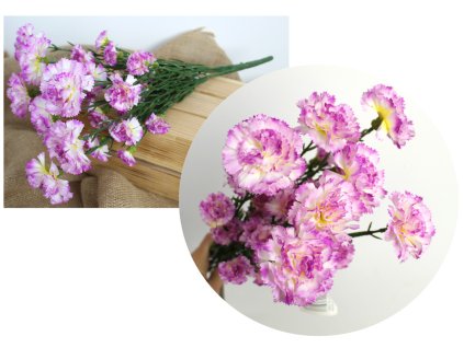 bukiet gozdzik wys 45 cm 7 l 108166