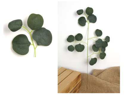 lisc 1 ramienny pik eukalipt 108564