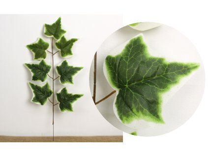 lisc 1 ramienny bluszcz wys 109062