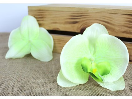 glowka kwiatowa storczyk 12 109706