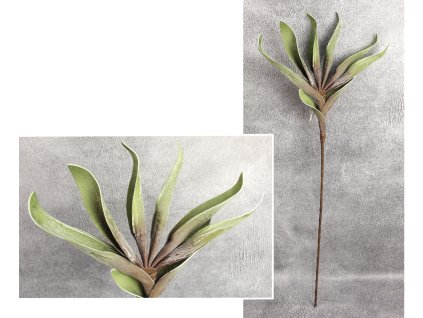 kwiat piankowy liscie wys 10 111231