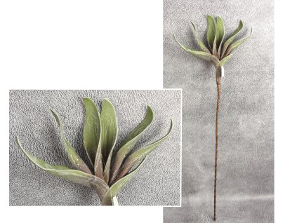 kwiat piankowy liscie wys 92 111246