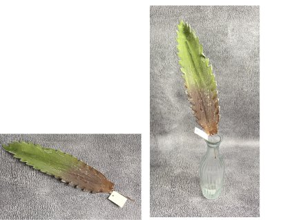 lisc piankowy na piku wys 38 111215