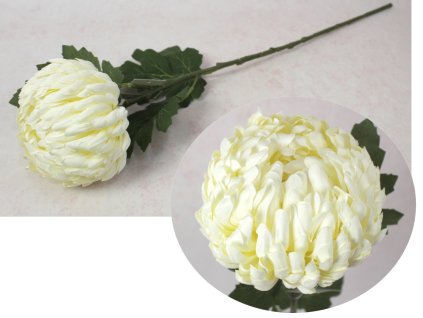 kwiat chryzantema ananas wys 110996