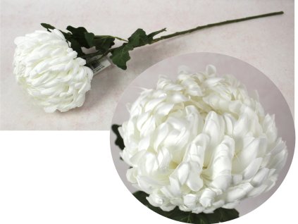 kwiat chryzantema ananas wys 110994