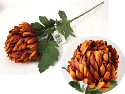 kwiat chryzantema ananas wys 110970