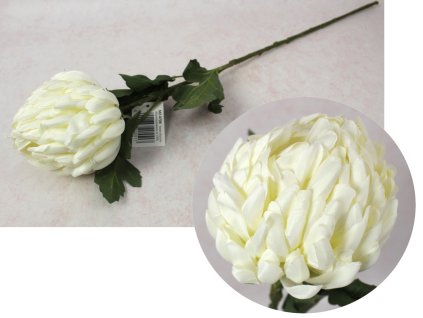 kwiat chryzantema ananas wys 110967