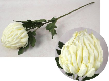 kwiat chryzantema ananas wys 110968