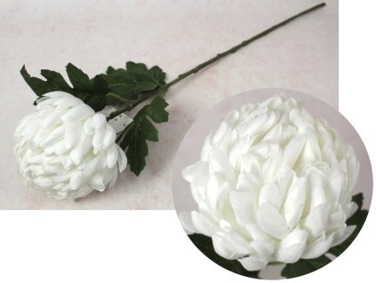 kwiat chryzantema ananas wys 110966