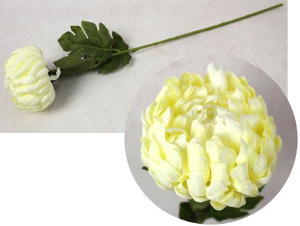 kwiat chryzantema ananas wys 110974