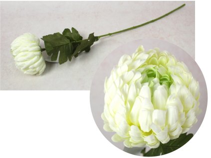 kwiat chryzantema ananas wys 110975