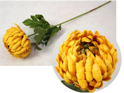 kwiat chryzantema ananas wys 110960