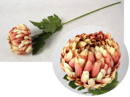 kwiat chryzantema ananas wys 110976