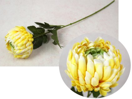 kwiat chryzantema ananas wys 110959