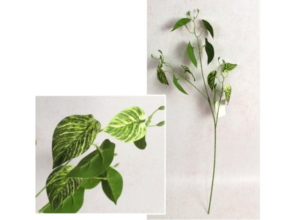 galazka alokazja wys 70 cm 3 111601