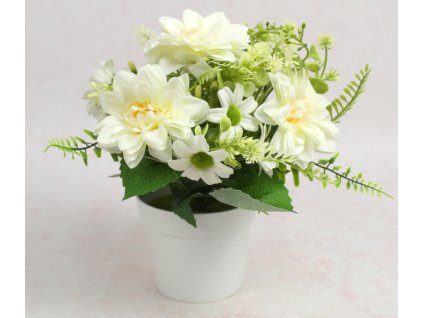 kwiat dalia w bialej doniczc 111871