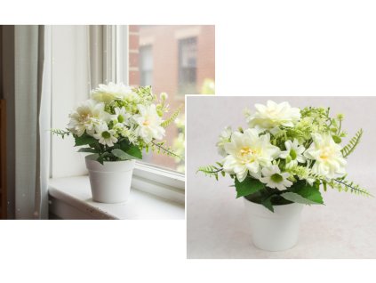 kwiat dalia w bialej doniczc 115027