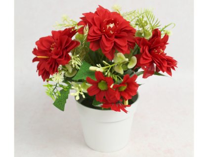 kwiat dalia w bialej doniczc 111870