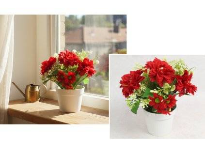 kwiat dalia w bialej doniczc 115025