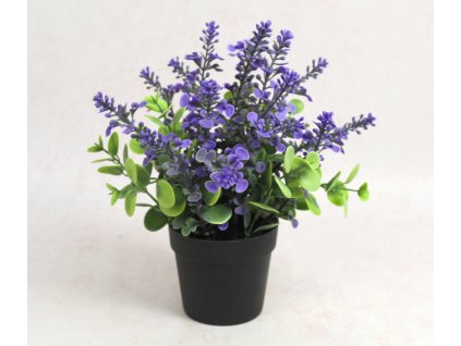 kwiat lawenda eukaliptus w c 111868