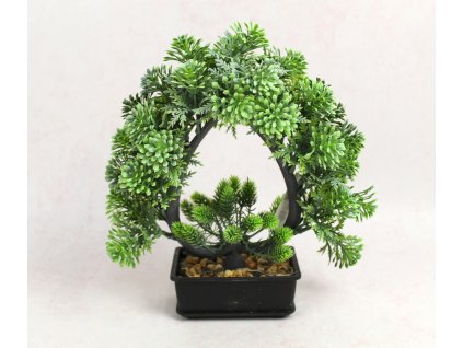 kwiat drzewko bonzai swierk 111859