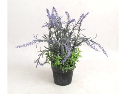 kwiat lawenda bielona z ziel 111869