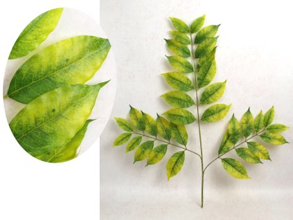 lisc 3 ramienny fikus benjam 111924