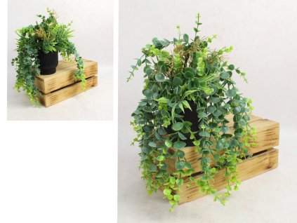 kwiat eukaliptus zwis w czar 111863