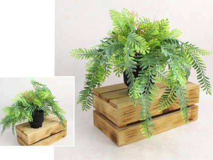 kwiat paproc w czarnej donic 111862