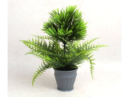 kwiat paproc tuja w szarej d 111865