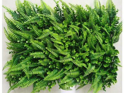 mata dywanik paproc bukszpan 111854