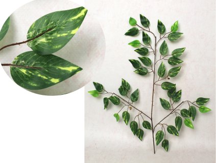 lisc 3 ramienny fikus benjam 112628