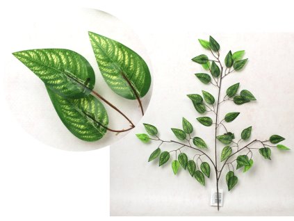 lisc fikus benjamin cienowan 112619