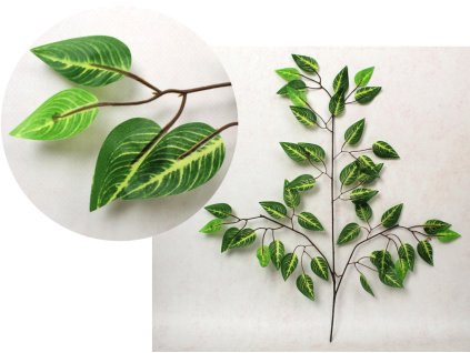 lisc fikus benjamin z jasnym 112620