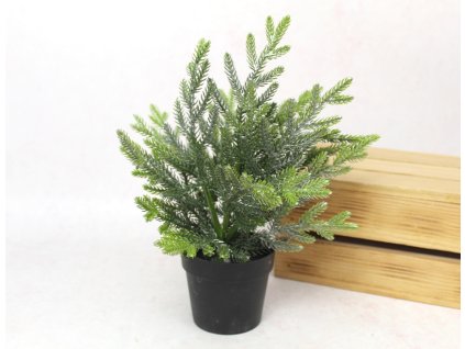 kwiat drzewko cyprys w donic 113516