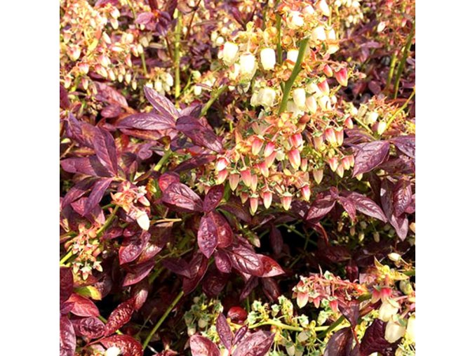 Cabernet Splash