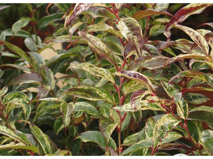 Leucothoe Rainbow