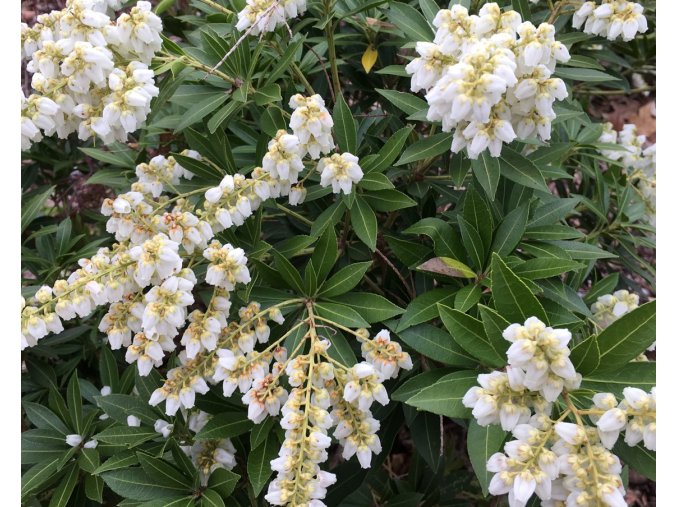 Pieris Prelude