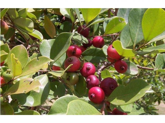 130 35385233517292957327 original 15358693 jahodovy stromek psidium cattleianum 001