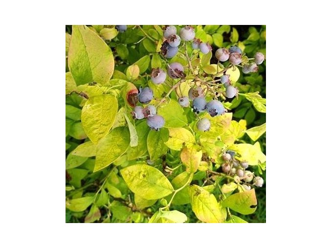 Kanadská borůvka YELLOWBERRY BLUE (Kontejner P13)