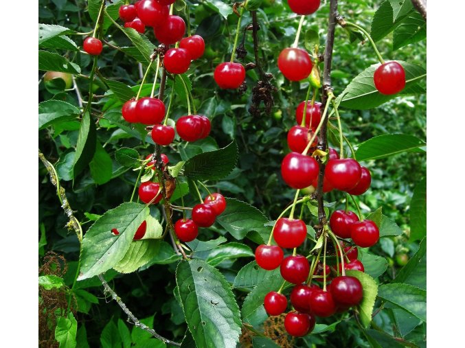 VIŠEŃ keřová Crimson Passion