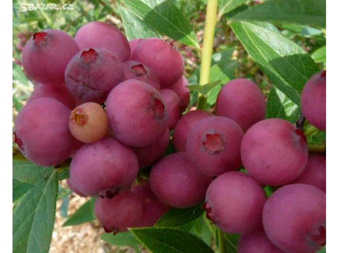 Kanadská borůvka PINK BONBONS