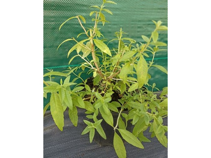Lipie citronová